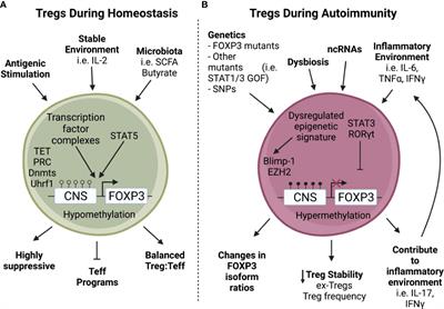 Nature vs. nurture: FOXP3, genetics, and tissue environment shape Treg function